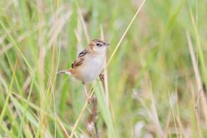 Mystery Cisticola