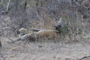 Hyena and suckling cub