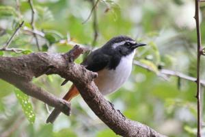White-throated Robin-Chat