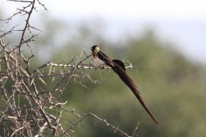 Long-tailed Paradise-Whydah