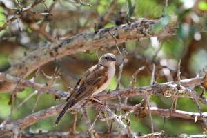 Grey-headed Sparrow but which one?
