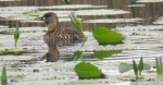 White-backed Duck