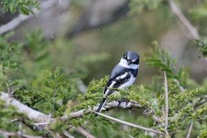 An angry looking Chinspot Batis