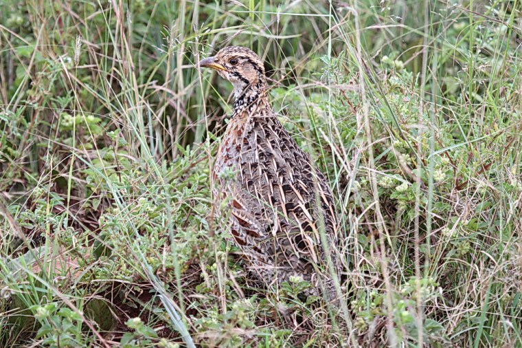 Shelley's Francolin, Ithala