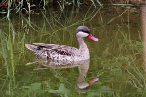Red-billed Teal