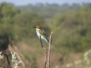 European Bee-eater