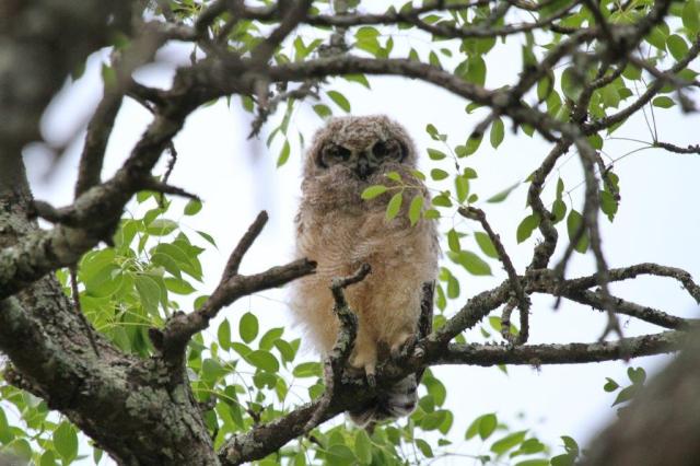 Spotted Eagle-Owl - juvenile