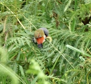 Swee Waxbill - Norman