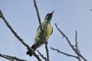 Purple-banded Sunbird in eclipse plumage