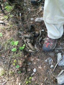 Bear Scat