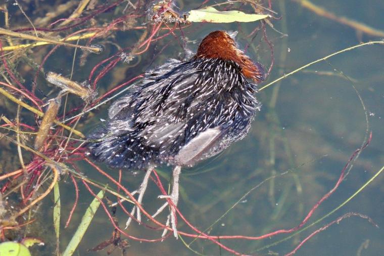 Red-chested Flufftail