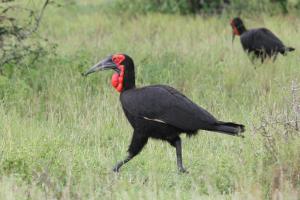 Southern Ground Hornbill