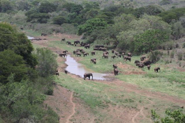 Elephants, Buffalo and White rhinos.
