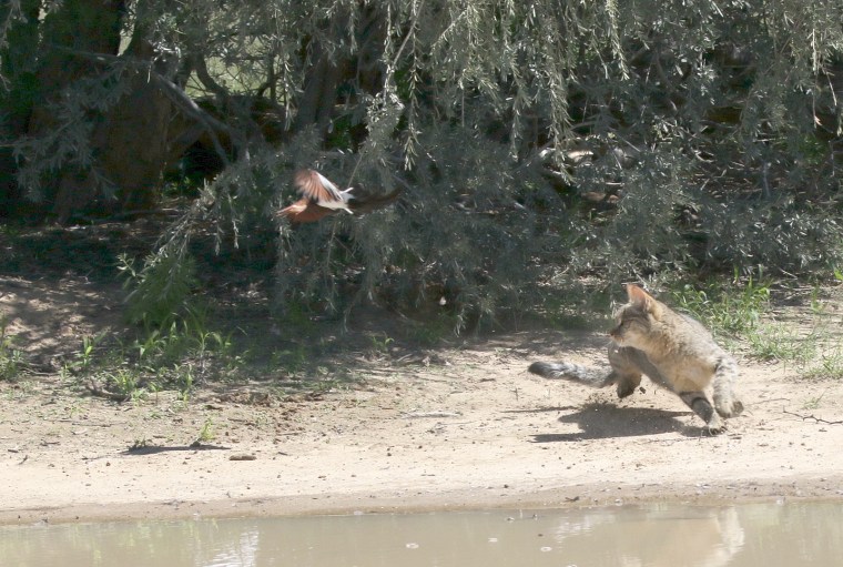Wildcat in attack mode – Birds are our Story