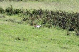 Denham's Bustard