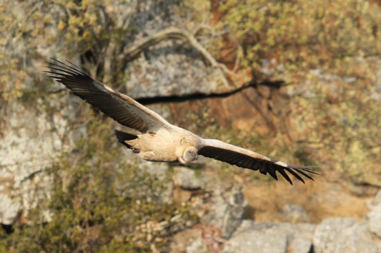 Cape Vulture