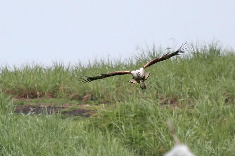 African Fish-Eagle - juvenile