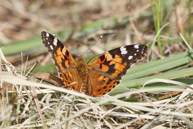 Bush or Forest Beauty