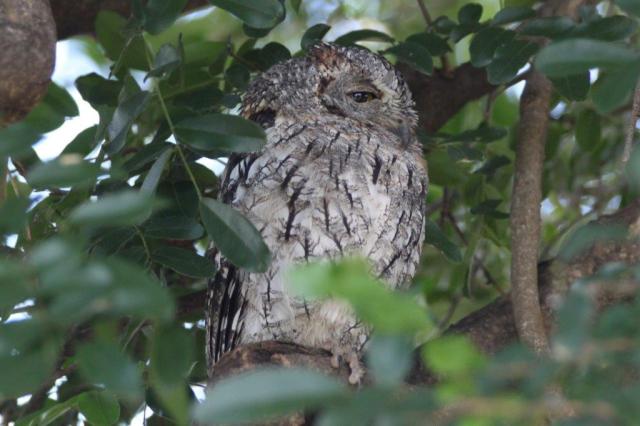 Scops Owl