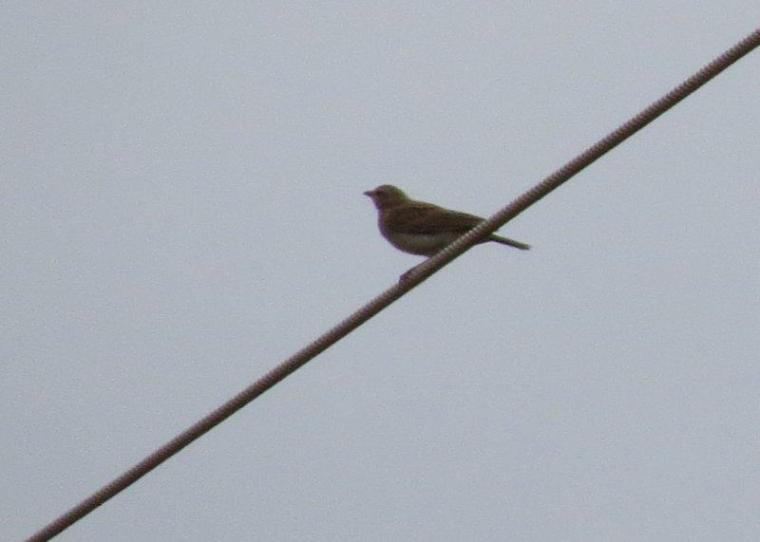 Fawn-coloured Lark