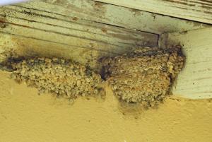 Rock Martin nest