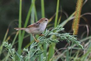 Levaillant's Cisticola