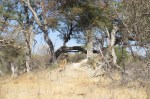 Sally's Trees! Beware Elephants approaching fan-faring their arrival.