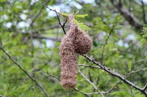 Dark-backed Weaver's nest.