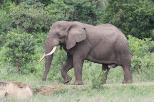 African Elephant