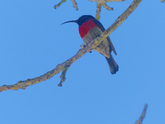 Greater Double-Collared Sunbird 
