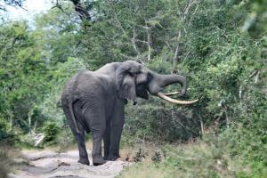 Large bull elephant keeping us warily at a distance