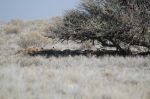 A mound of Lionesses - about 20 all cuddled together