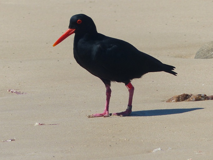 African black Oystercatcher 