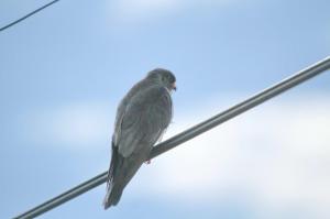Amur Falcon