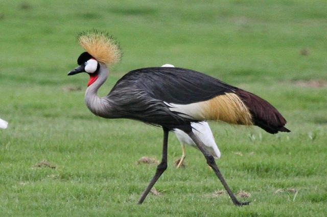 Grey-crowned Crane