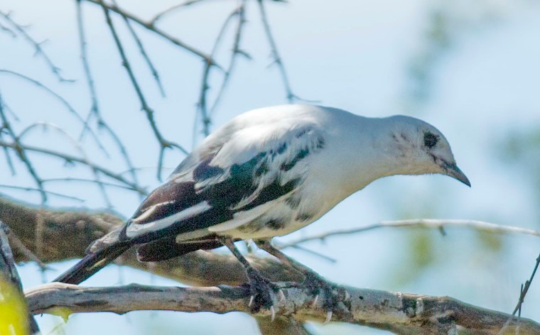 Pied Babbler?? or Leucistic?