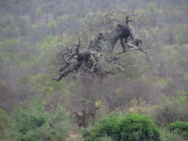 Mystical Tree - where is it going.