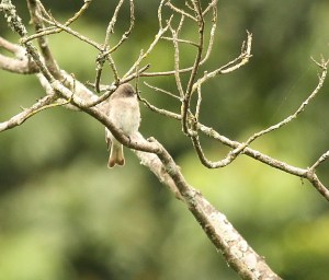 Brown-backed Honeybird, Springside 5th Jan 2013, Paul Bartho