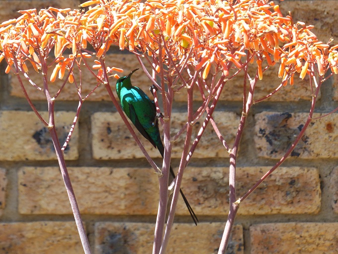 Malachite Sunbird