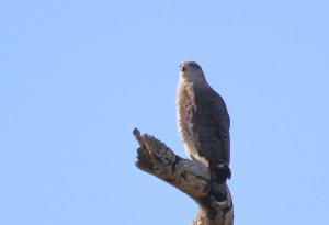 Southern Banded Snake-Eagle