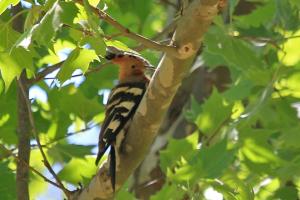 African Hoopoe