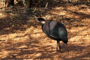 Crested Guineafowl