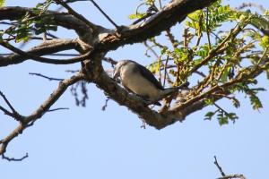 Magpie Mannikin -juvenile 