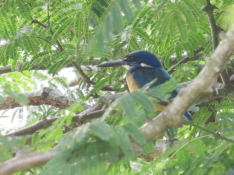 Half-collared Kingfisher