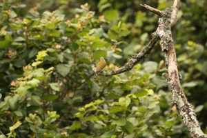 Lesser Honeyguide, Springside 5th Jan 2013, Paul Bartho
