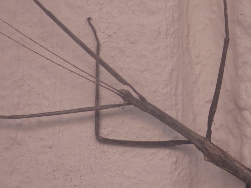 Stick Insect, Ilala Palm – Birds are our Story