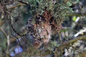 Nest in Green Mamba tree.