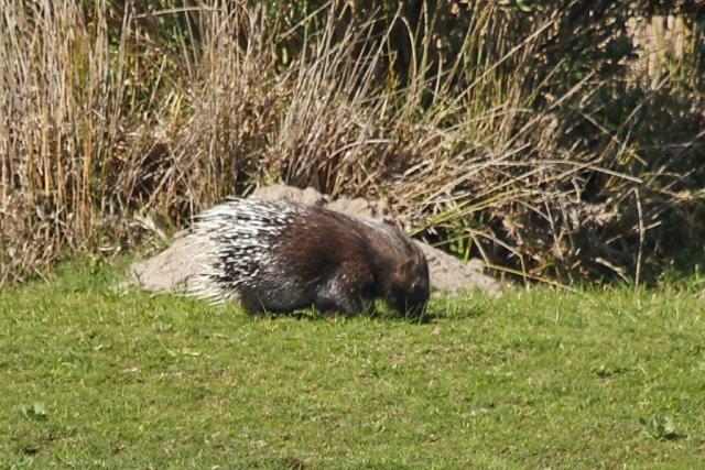 Porcupine