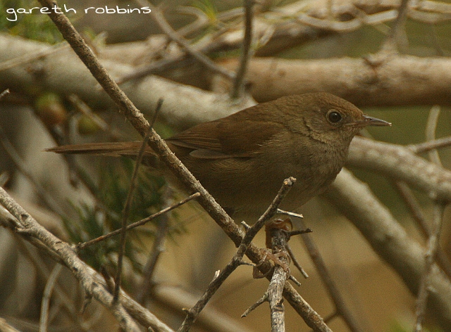 Knysna Warbler