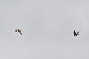 Pied Crow chasing a Steppe Buzzard